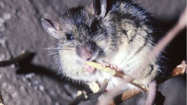 Le Togo vient d'enregistrer le premier décès lié à la Fièvre Hémorragique à Virus Lassa Virus dans l'Oti Sud au nord du pays.