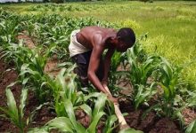 Une réunion de haut niveau sur les engrais et la santé des sols en Afrique de l’Ouest et au Sahel est annoncée à Lomé