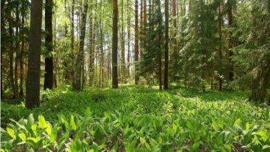 Il a permis d'examiner et d'adopter le projet de décret portant approbation du document de politique forestière du Togo 2021-2030.