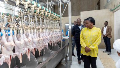 La structure d’élevage de poulets bio abattus sur place à Kpomé dans le Zio dénommée Daba SAS a reçu la visite de Victoire Tomégah-Dogbé 