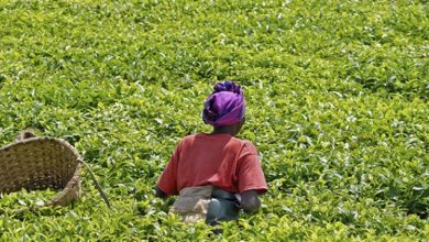 Le Département de l'agriculture des USA  a annoncé un financement  de 17 milliards de francs CFA) au Togo du programme "Food for Progress".
